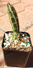 Load image into Gallery viewer, 2" 'Candle' Cactus