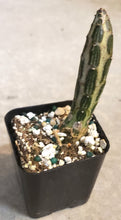 Load image into Gallery viewer, 2" 'Candle' Cactus