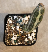 Load image into Gallery viewer, 2" 'Candle' Cactus