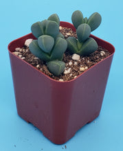 Load image into Gallery viewer, 2" Corpuscularia lehmannii 'Ice Plant'