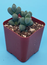 Load image into Gallery viewer, 2" Corpuscularia lehmannii 'Ice Plant'