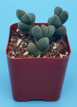 Load image into Gallery viewer, 2" Corpuscularia lehmannii 'Ice Plant'