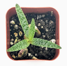 Load image into Gallery viewer, 2" Ledebouria socialis 'Silver Squill'