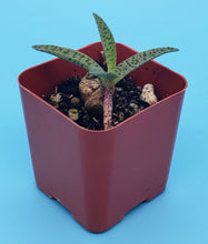 Load image into Gallery viewer, 2" Ledebouria socialis 'Silver Squill'