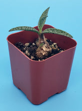 Load image into Gallery viewer, 2" Ledebouria socialis 'Silver Squill'