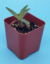 Load image into Gallery viewer, 2" Ledebouria socialis 'Silver Squill'