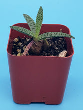 Load image into Gallery viewer, 2" Ledebouria socialis 'Silver Squill'