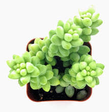 Load image into Gallery viewer, 2" Sedum morganianum 'Burro's Tail' (Donkey's Tail)