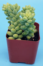 Load image into Gallery viewer, 2" Sedum morganianum 'Burro's Tail' (Donkey's Tail)