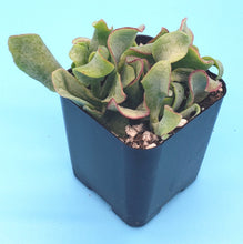 Load image into Gallery viewer, 2" 'Ruffle' Jade