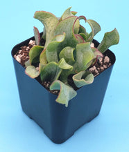 Load image into Gallery viewer, 2" 'Ruffle' Jade