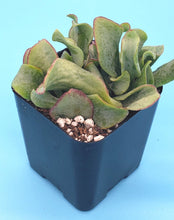 Load image into Gallery viewer, 2" 'Ruffle' Jade