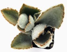 Load image into Gallery viewer, 2" Kalanchoe beharensis 'Fang'