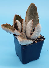 Load image into Gallery viewer, 2" Kalanchoe beharensis 'Fang'