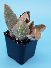 Load image into Gallery viewer, 2" Kalanchoe beharensis 'Fang'