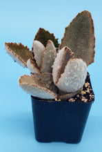Load image into Gallery viewer, 2" Kalanchoe beharensis 'Fang'