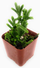 Load image into Gallery viewer, 2" Crassula 'Watch Chain'