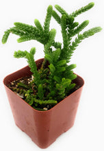 Load image into Gallery viewer, 2" Crassula 'Watch Chain'