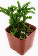 Load image into Gallery viewer, 2" Crassula 'Watch Chain'