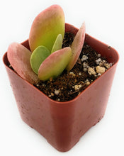 Load image into Gallery viewer, 2" Kalanchoe luciae 'Flapjack'