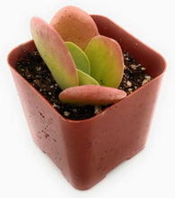 Load image into Gallery viewer, 2" Kalanchoe luciae 'Flapjack'