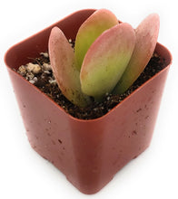 Load image into Gallery viewer, 2" Kalanchoe luciae 'Flapjack'