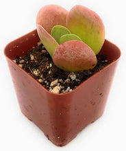 Load image into Gallery viewer, 2" Kalanchoe luciae 'Flapjack'