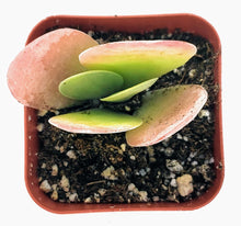 Load image into Gallery viewer, 2" Kalanchoe luciae 'Flapjack'