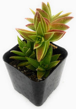 Load image into Gallery viewer, 2" Crassula 'Red Pagoda'