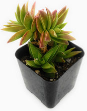 Load image into Gallery viewer, 2" Crassula 'Red Pagoda'