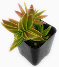 Load image into Gallery viewer, 2" Crassula 'Red Pagoda'