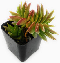Load image into Gallery viewer, 2" Crassula 'Red Pagoda'
