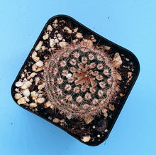 Load image into Gallery viewer, 2" 'Pincushion' Cactus