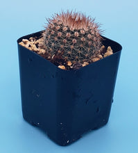 Load image into Gallery viewer, 2" 'Pincushion' Cactus