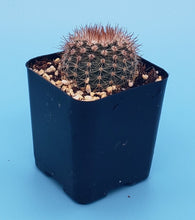 Load image into Gallery viewer, 2" 'Pincushion' Cactus