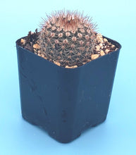 Load image into Gallery viewer, 2" 'Pincushion' Cactus