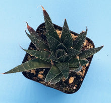 Load image into Gallery viewer, 2" Aloe 'Spreckled'