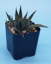 Load image into Gallery viewer, 2" Aloe 'Spreckled'