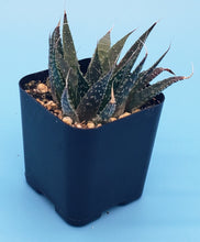 Load image into Gallery viewer, 2" Aloe 'Spreckled'