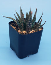 Load image into Gallery viewer, 2" Aloe 'Spreckled'