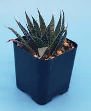 Load image into Gallery viewer, 2" Aloe 'Spreckled'