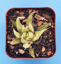 Load image into Gallery viewer, 2" Haworthia fasciata (variegated) 'Zebra Cactus'