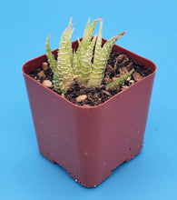 Load image into Gallery viewer, 2" Haworthia fasciata (variegated) 'Zebra Cactus'