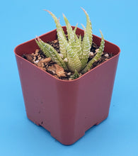 Load image into Gallery viewer, 2" Haworthia fasciata (variegated) 'Zebra Cactus'