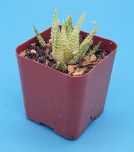 Load image into Gallery viewer, 2" Haworthia fasciata (variegated) 'Zebra Cactus'