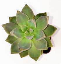 Load image into Gallery viewer, 2" Graptopetalum paraguayense 'Ghost Plant'