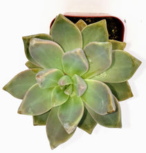 Load image into Gallery viewer, 2" Graptopetalum paraguayense 'Ghost Plant'