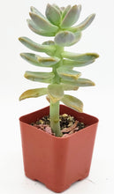 Load image into Gallery viewer, 2" Graptopetalum paraguayense 'Ghost Plant'