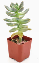 Load image into Gallery viewer, 2" Graptopetalum paraguayense 'Ghost Plant'