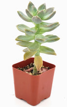 Load image into Gallery viewer, 2" Graptopetalum paraguayense 'Ghost Plant'